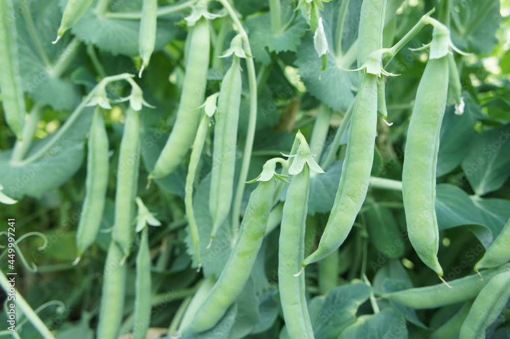 peas   plant in field