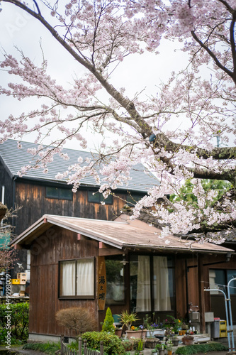 일본의 봄과 꽃 © Dayong