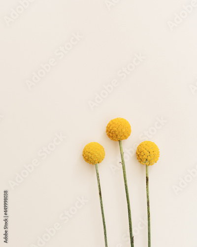 Natural yellow Craspedia flowers on beige color. Pastel flaoral background minimal design concept