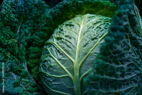 Wirsing Kohlkopf / Savoy