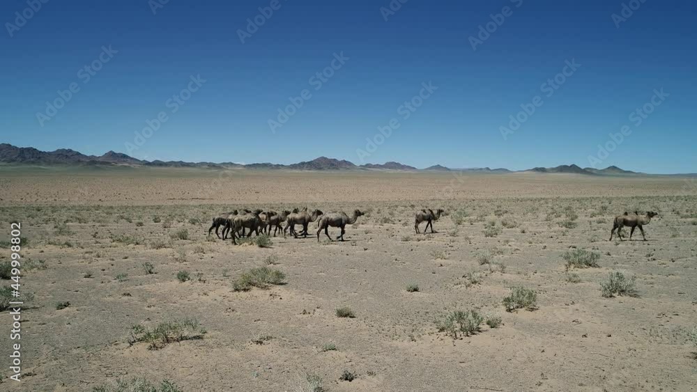 A camel graze in the stone desert of Western Mongolia A camel graze in the stone desert of Western Mongolia