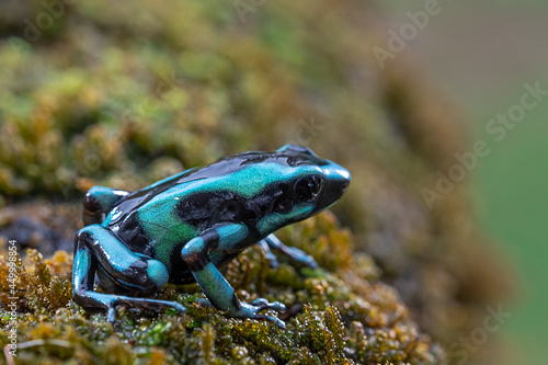 Fotografia Beautiful blue poisoned dart frog sitting on the rock with bokeh background