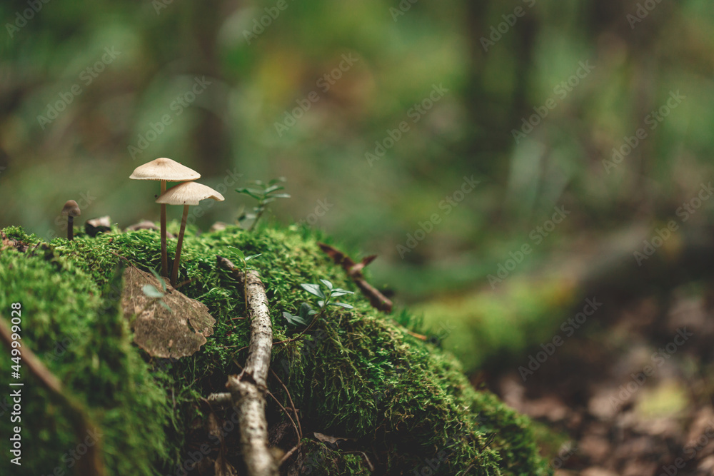 two small mushrooms on tree stump overgrown with green moss. Blurry forest natural background two small mushrooms on tree stump overgrown with green moss. Blurry forest natural background