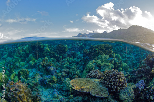 lagon de moorea - polynesie francaise