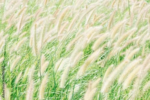 Common weed green foxtail close-up. Setaria viridis, green bristlegrass