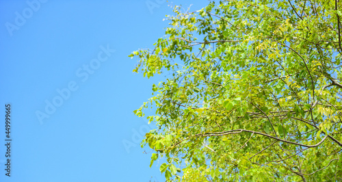 branch tree  green leaf on blue sky background in tropical forest.