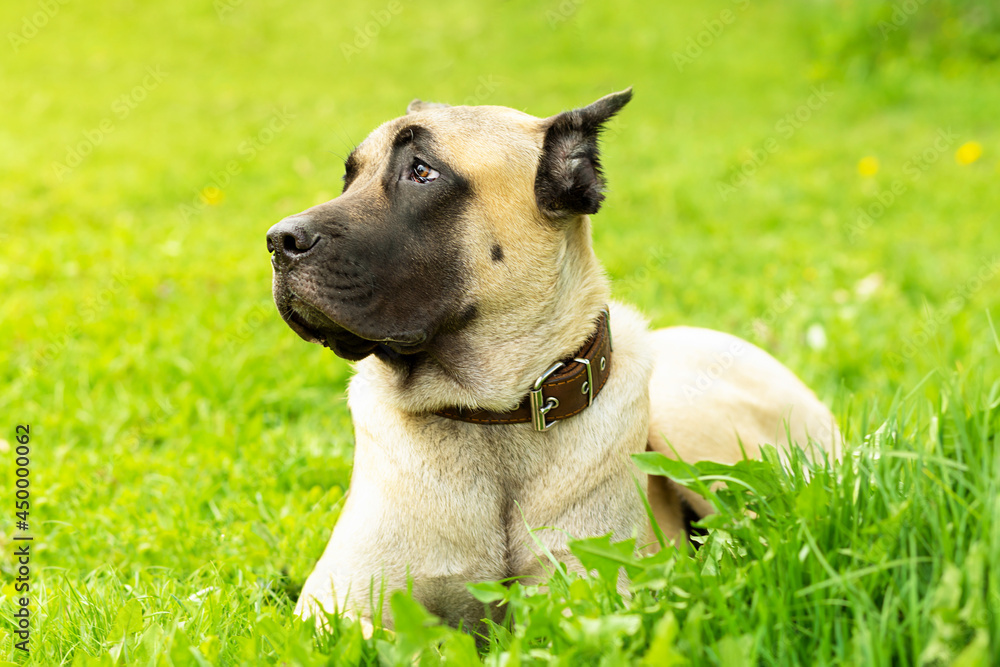 young mastiff, cane corso fawn beige color on green grass in sunny day. security, protection of territory. pet adoption. training animal, command execution, agility, obedience. dog waiting owner.
