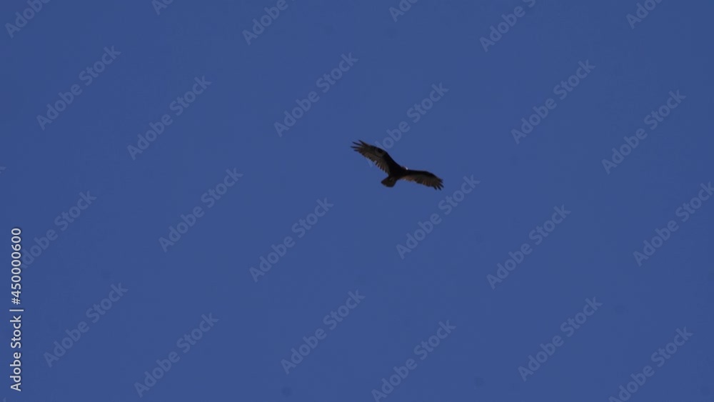 Turkey vulture flies through the blue sky Turkey vulture flies through the blue sky