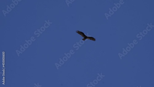 Turkey vulture flies through the blue sky photo