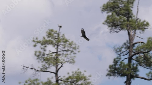 Turkey vulture flies by an osprey perched on a treetop.