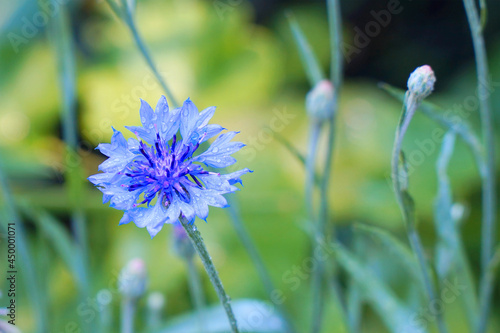 Blue cornflower flower in the garden on a natural background. Selective focus