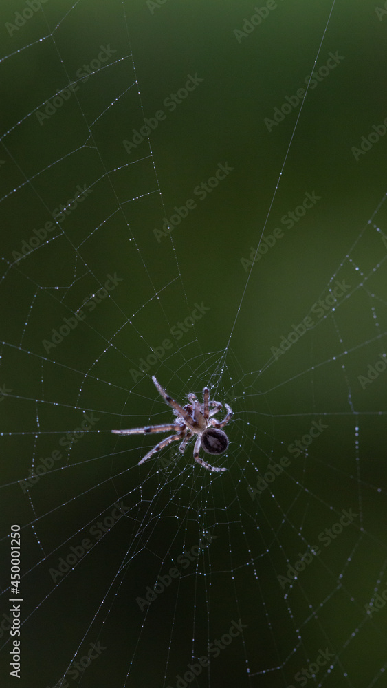 spider spider