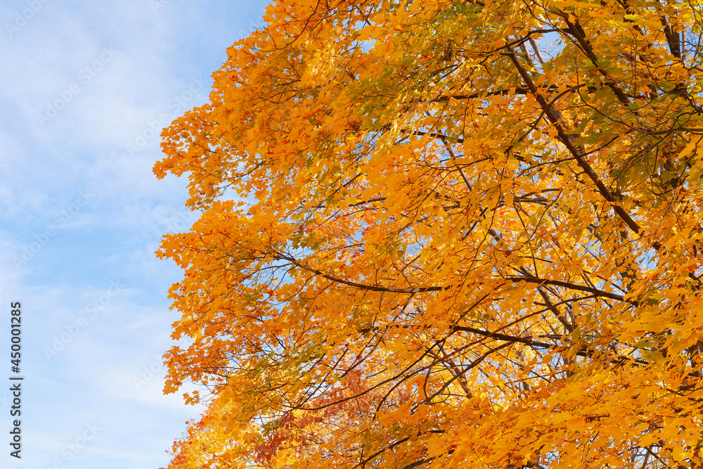 Maple tree with orange leaves on a blue sky background. Autumn leaf in sky.