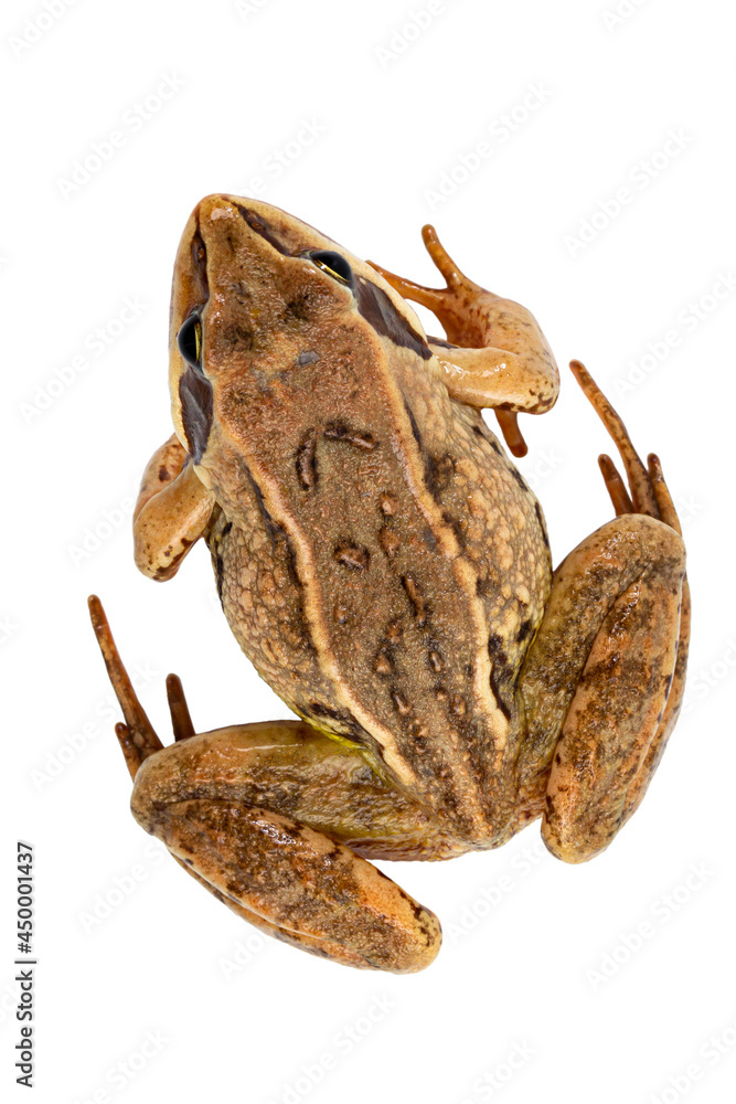 Common American wild frog close-up on white isolated, top view