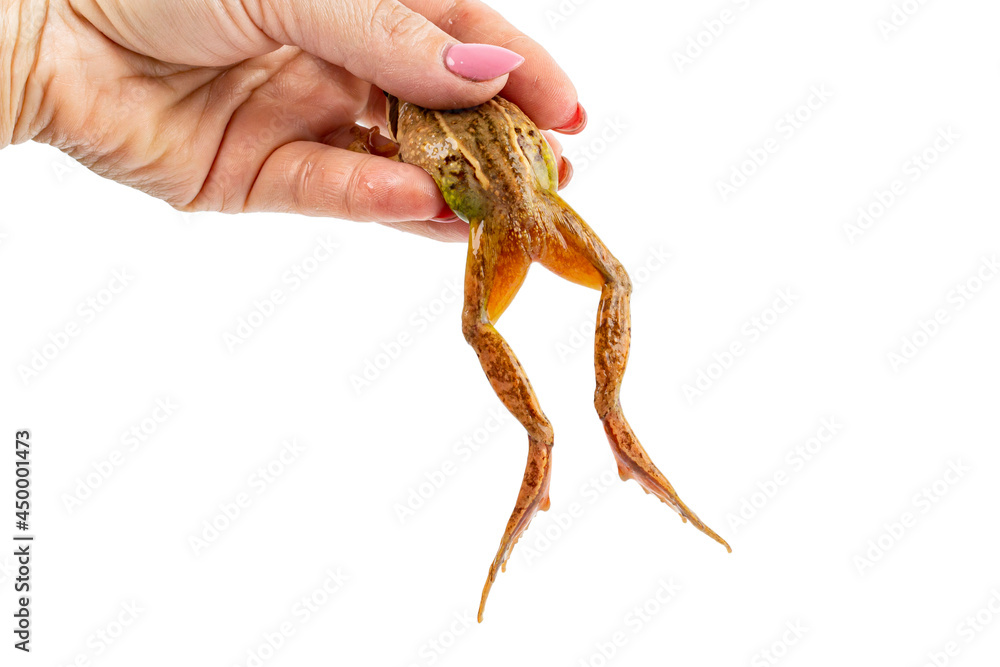 Frog legs hanging from female hand on white isolated