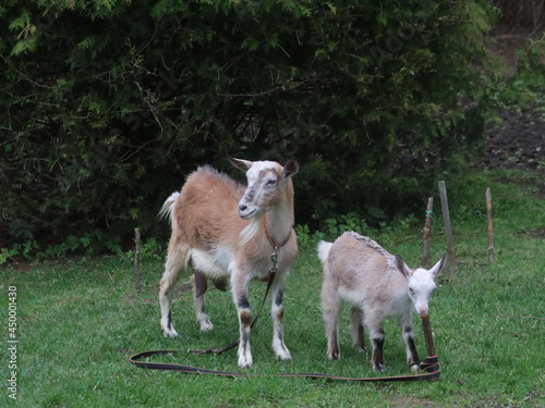 A couple of sheep standing on top of a grass covered field