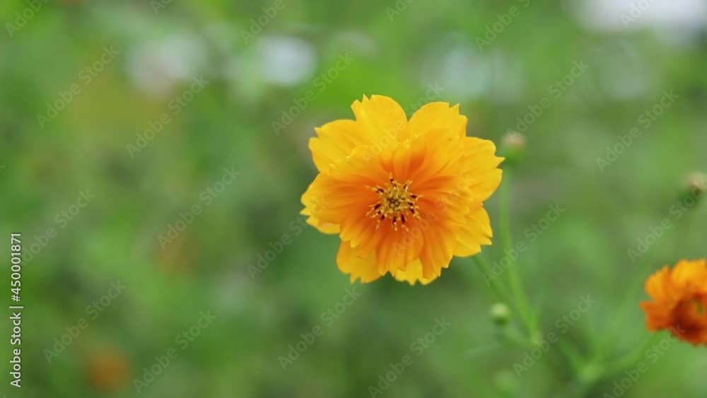 Orange flower with green background Orange flower with green background