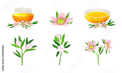 Manuka or Tea Tree as Flowering Plant with Pink Flowers and Honey in Glass Bowl Vector Set