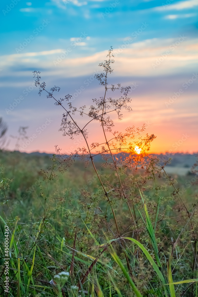 Obraz premium Tall grass in a green meadow. Warm summer evening with a bright meadow at sunset.