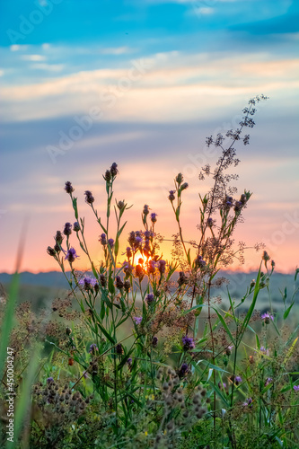Tall grass in a green meadow. Warm summer evening with a bright meadow at sunset.