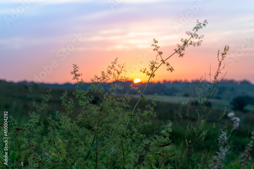 Tall grass in a green meadow. Warm summer evening with a bright meadow at sunset.