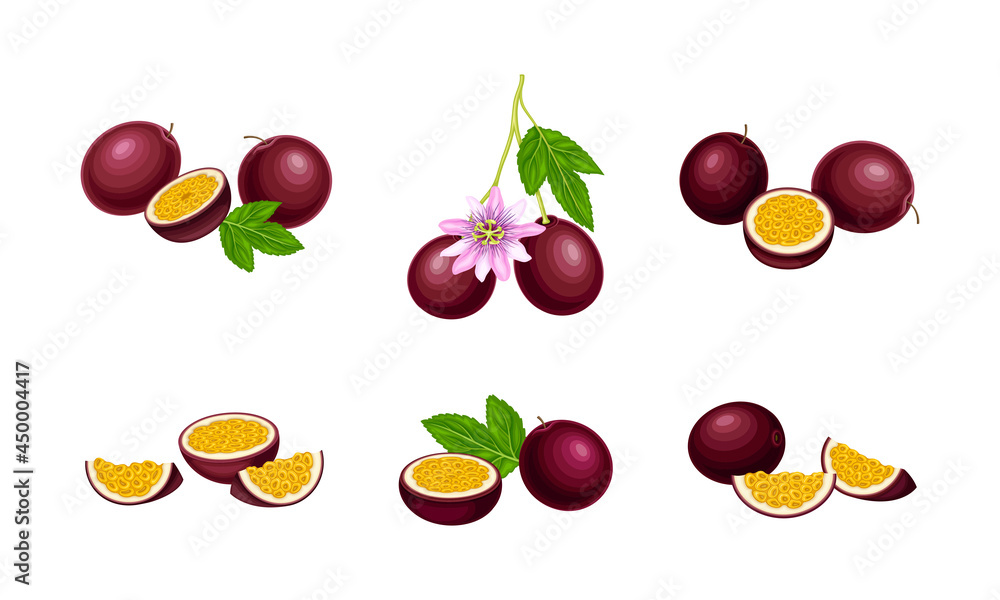 Round Dark Purple Passion Fruit with Juicy Flesh Containing Numerous Seeds Vector Set Round Dark Purple Passion Fruit with Juicy Flesh Containing Numerous Seeds Vector Set