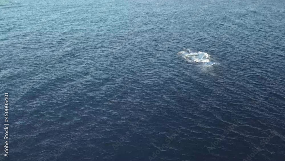 Humpback whales enjoying life as they proceed south on their annual migration. Tweed Heads Coast, Australia Humpback whales enjoying life as they proceed south on their annual migration. Tweed Heads Coast, Australia