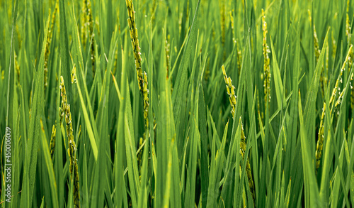 macro seedlings, field rice background