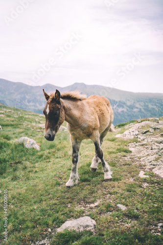 Mountain baby horse