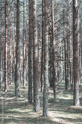 pine forest  trees in general plan  vertical photo