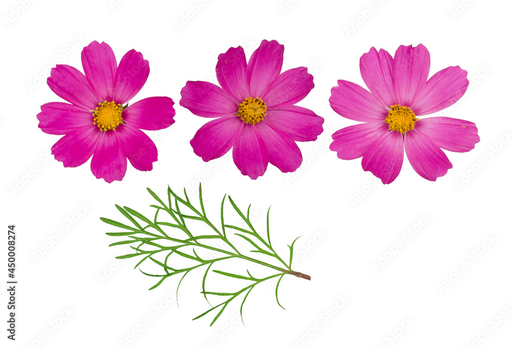 Kosmeya flowers isolated on a white background, top view Kosmeya flowers isolated on a white background, top view