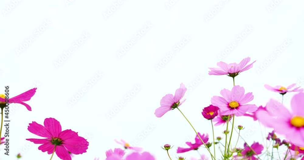 Video of cosmos field in full bloom.
Fixed camera shot. Video of cosmos field in full bloom.
Fixed camera shot.
