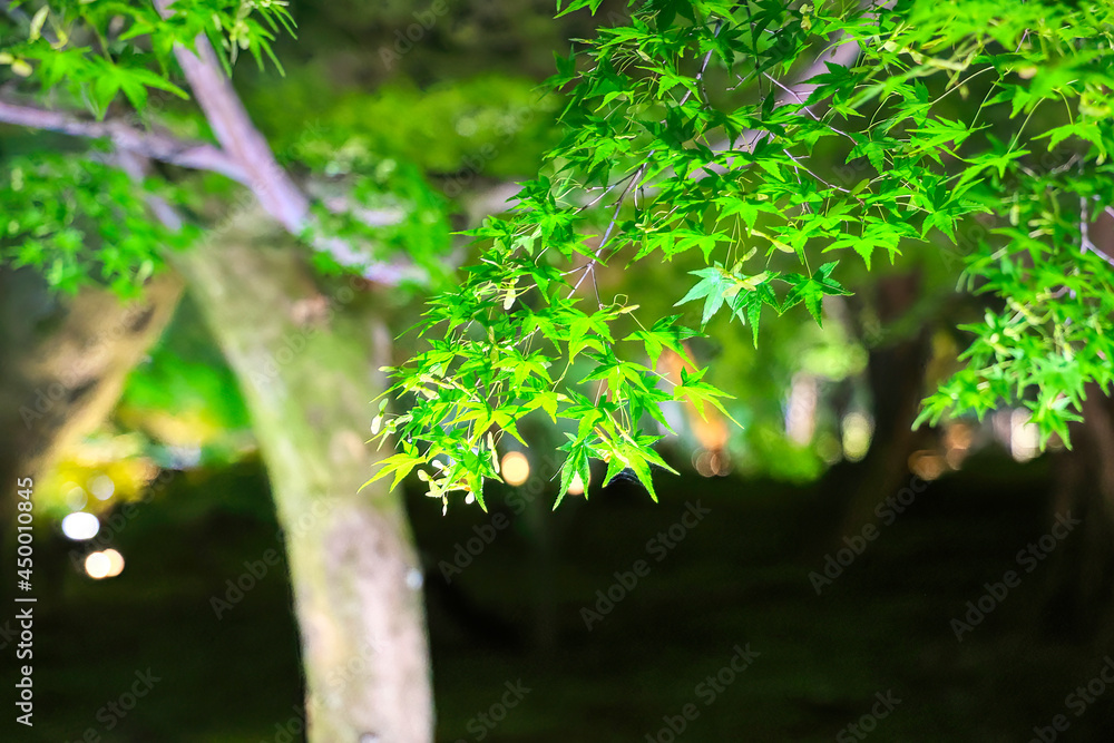 Fototapeta premium 京都、東福寺の庭園の青もみじ