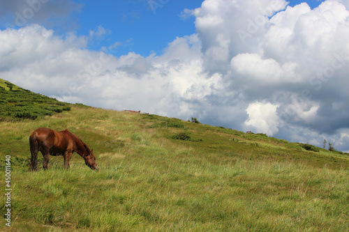 horse in the mountains, mountain landscape with clouds and a horse, a horse grazing in the mountains in pasture,