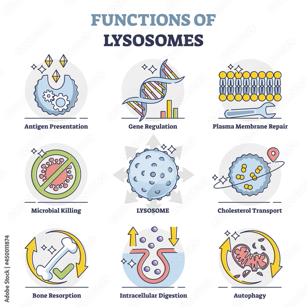 Functions of lysosomes with anatomical explanation outline collection set. Educational labeled organelle with hydrolytic enzymes vector illustration. List with gene, plasma and cholesterol regulation.