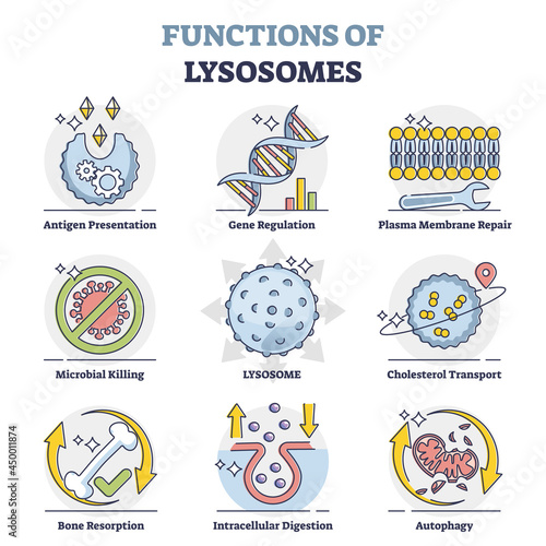 Functions of lysosomes with anatomical explanation outline collection set. Educational labeled organelle with hydrolytic enzymes vector illustration. List with gene, plasma and cholesterol regulation. photo