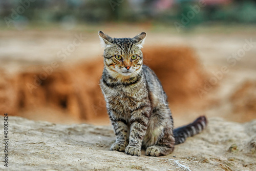 A striped cat walks outside on the stone