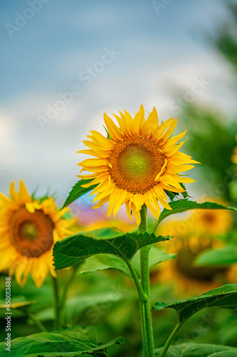 Beautiful landscape with a field of sunflowers with lowered heads