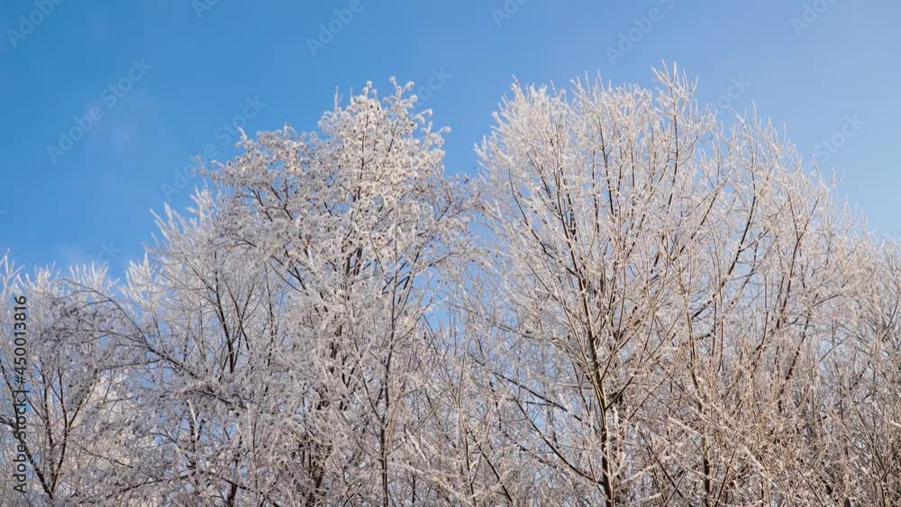 Trees covered with snow in winter time against blue sky. Winter landscape branches covered by hoarfrost. Trees covered with snow in winter time against blue sky. Winter landscape branches covered by hoarfrost.