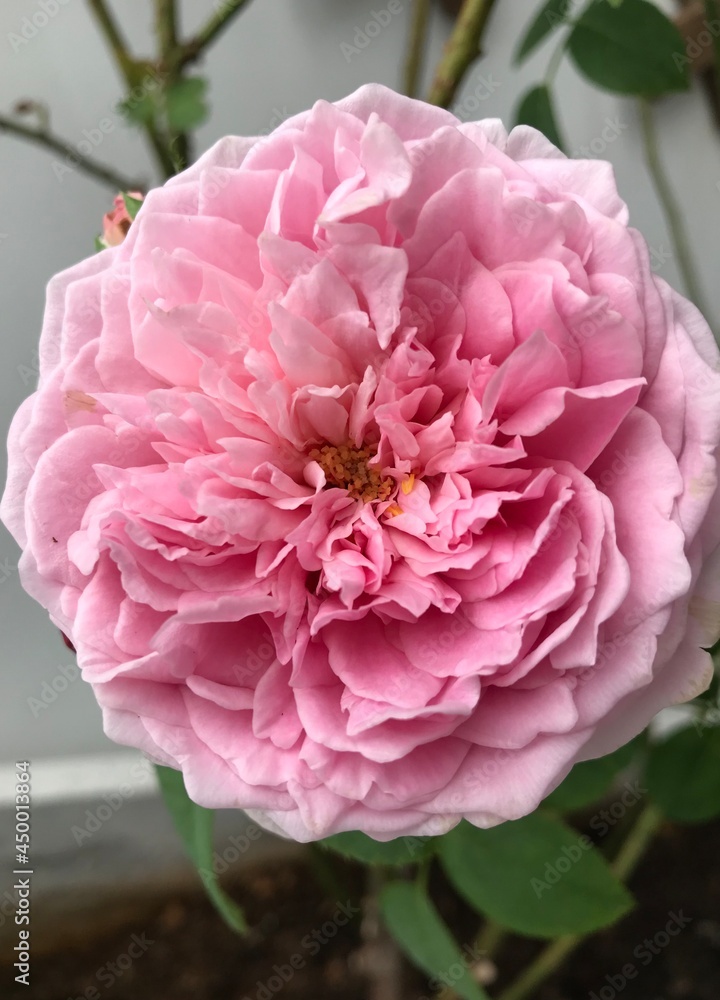 Close up ruffled petals of a fully bloomed Spirit of Freedom rose.