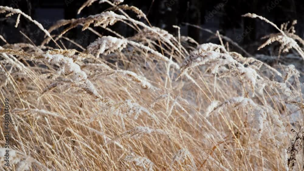 Stalks grass and plants covered with snow and hoarfrost. winter landscape branches covered by snow. Stalks grass and plants covered with snow and hoarfrost. winter landscape branches covered by snow.