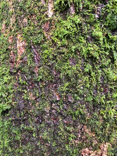 ivy on the wall © Saul