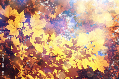 orange fall falling leaves autumn background yellow branches maple