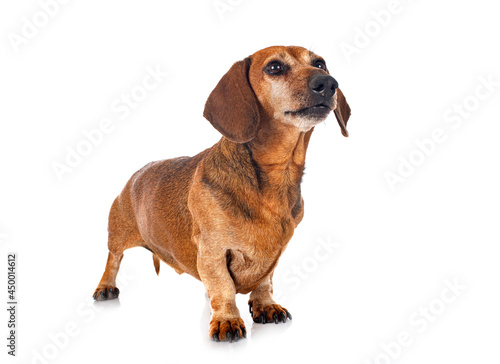 Dachshund in studio