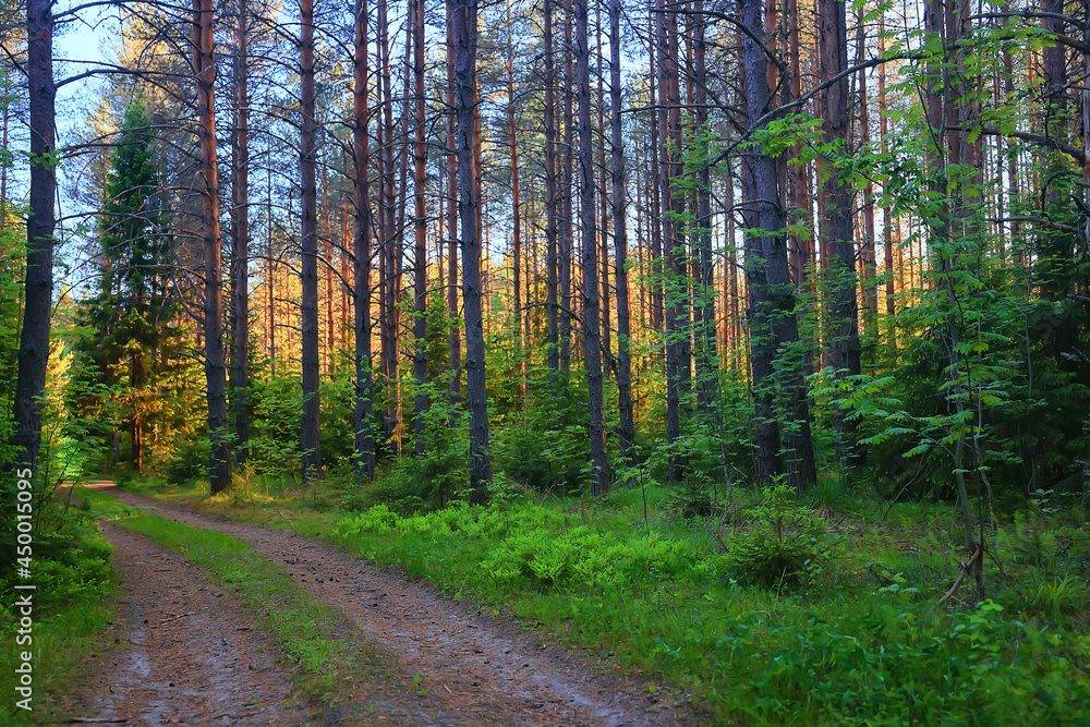 coniferous forest summer landscape green trees outdoor background nature