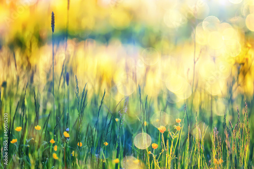 Fototapeta Naklejka Na Ścianę i Meble -  swimsuit wild yellow flowers, nature summer field with flowers abstract beautiful background nature toning