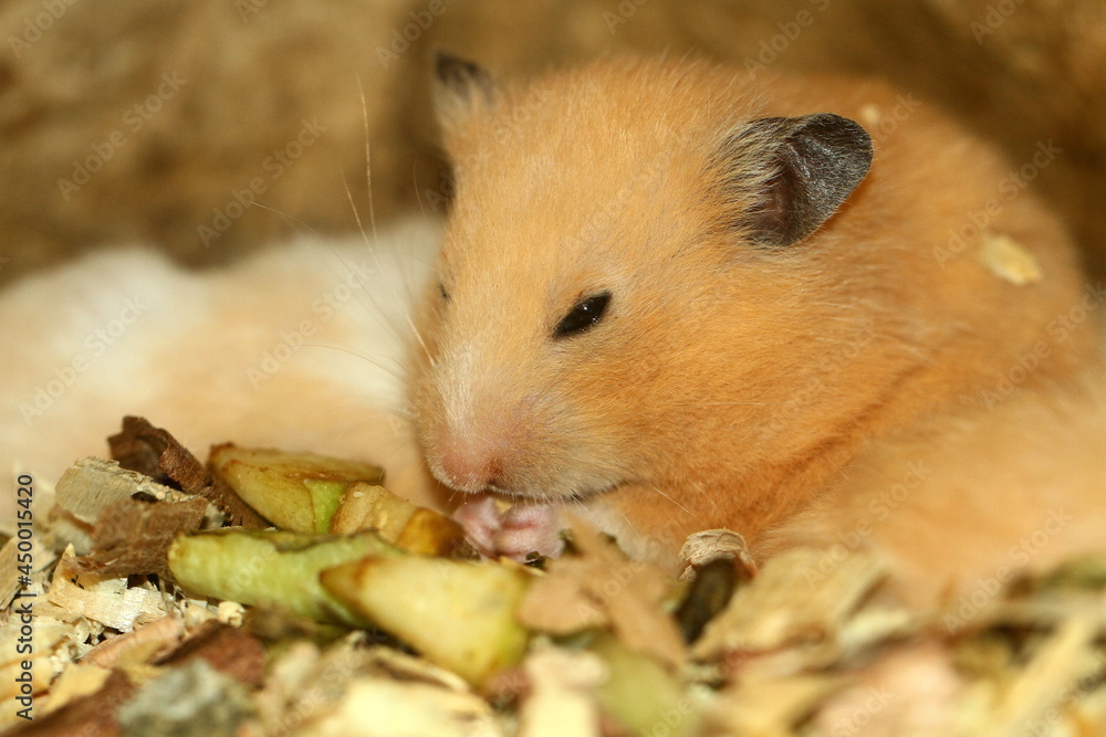 hamster is rodent.is popular small pets. The best-known species of hamster is the golden or Syrian hamster. hamster is rodent.is popular small pets. The best-known species of hamster is the golden or Syrian hamster.