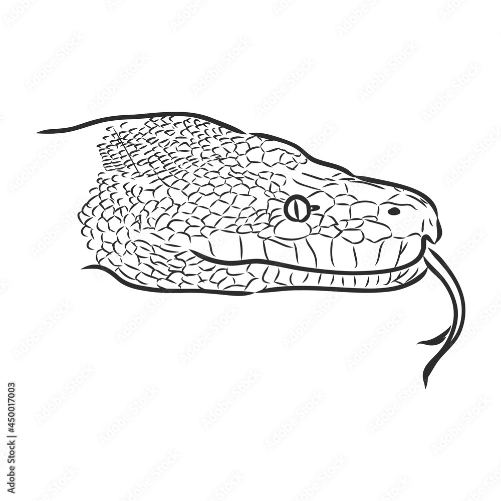 Naklejka premium Black and white sketch of a snake snake python vector sketch