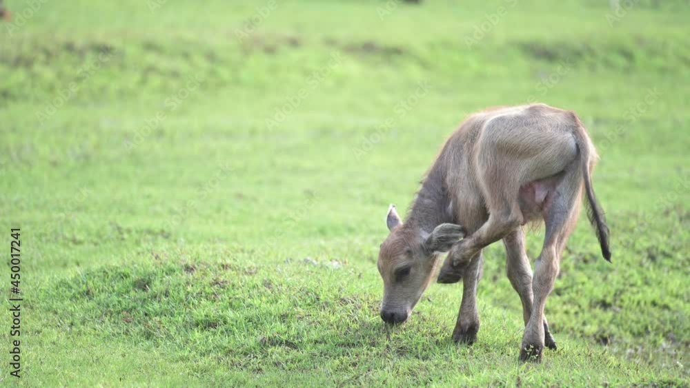 The little buffalo was happily grazing in the fields and had water nearby. The little buffalo was happily grazing in the fields and had water nearby.