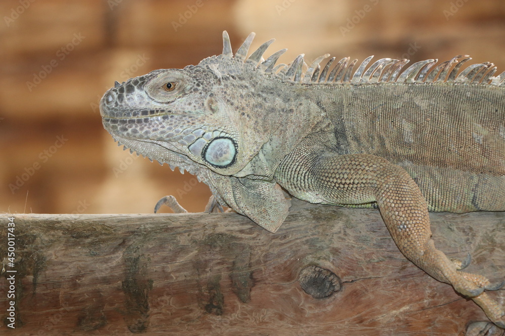 green iguana lives in throughout the island. You see an iguana sitting on a tree trunk. green iguana lives in throughout the island. You see an iguana sitting on a tree trunk.
